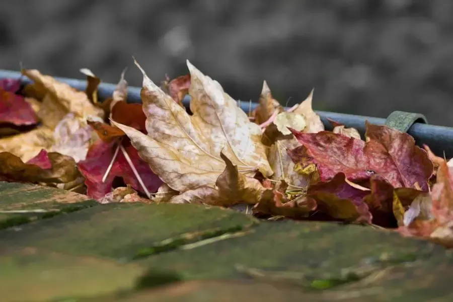 Clearing leaves from a clogged residential gutter